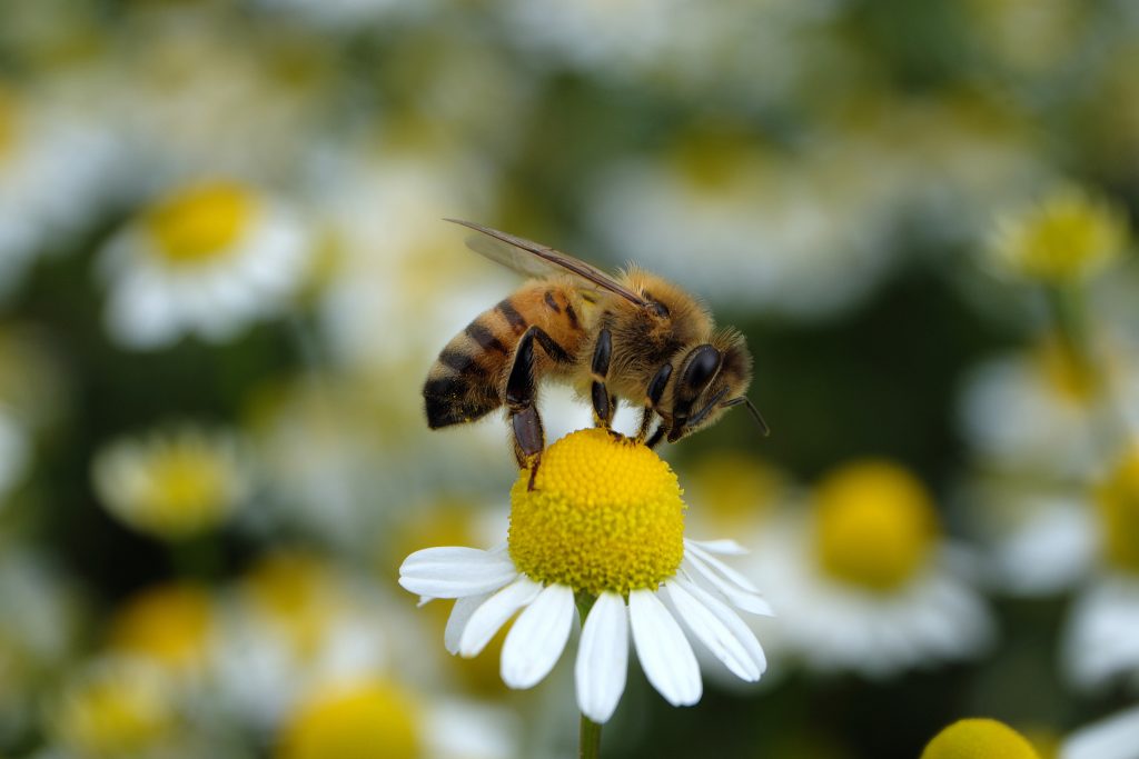 Friends Life, Stewardship – and Aviva