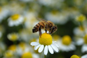 Friends Life, Stewardship - and Aviva