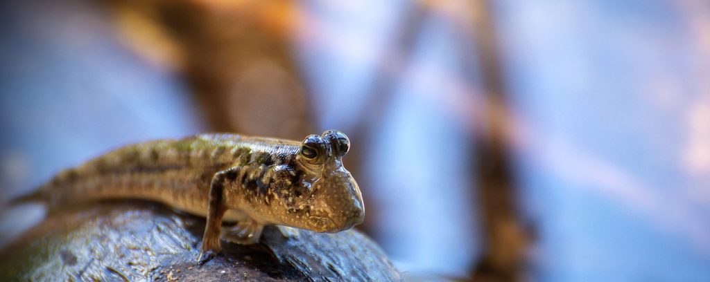 FCA developments – new consultation includes SDR clarifications